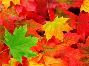 autumn2 4 Autumn Hair Trends You’ll Fall in Love With